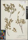 Foto von Salix hastata L. x Salix repens L.